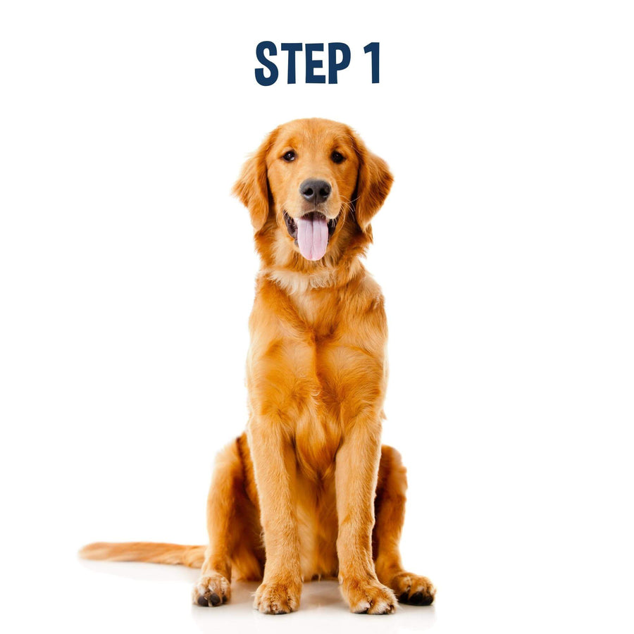Photo of a golden retriever